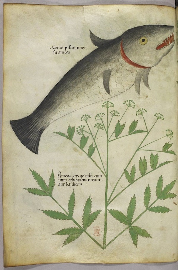 sloane herbal fish