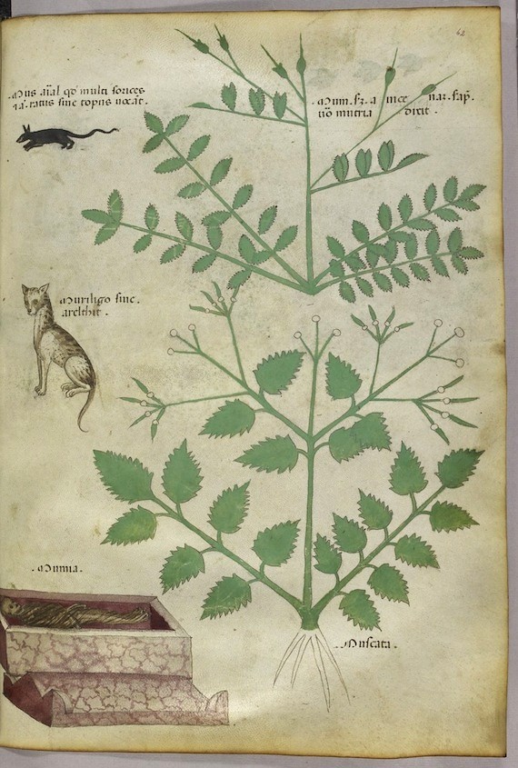 Tractatus De Herbis (ca.1440) — The Public Domain Review