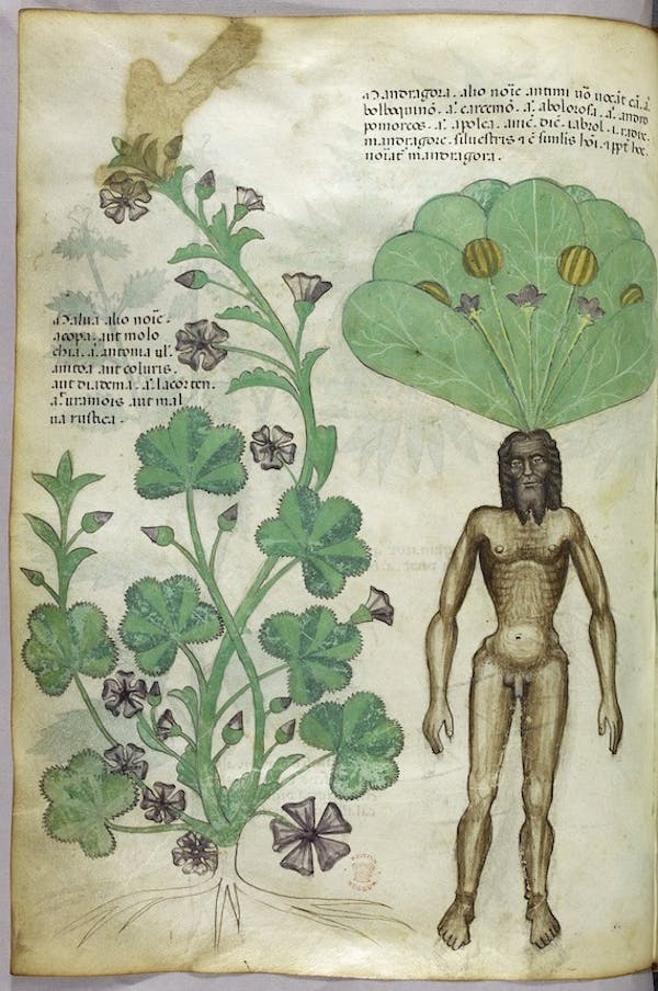 sloane herbal mandrake