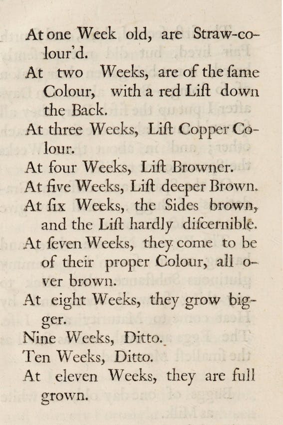 Page from Southall's treatise discussing the colours of bedbugs at different intervals in their development