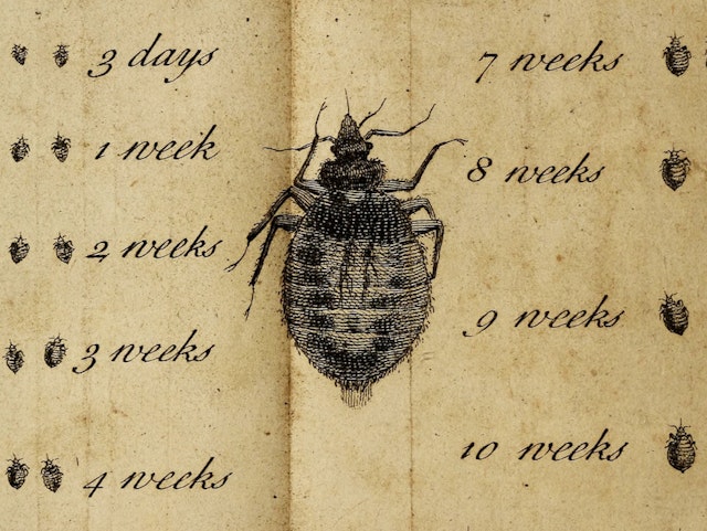 “Those Disturbers of my Rest”: The First Treatise on Bedbugs (1730)