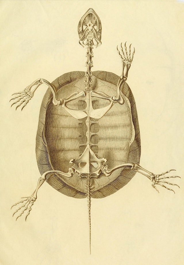 Turtle Anatomy (1821)
