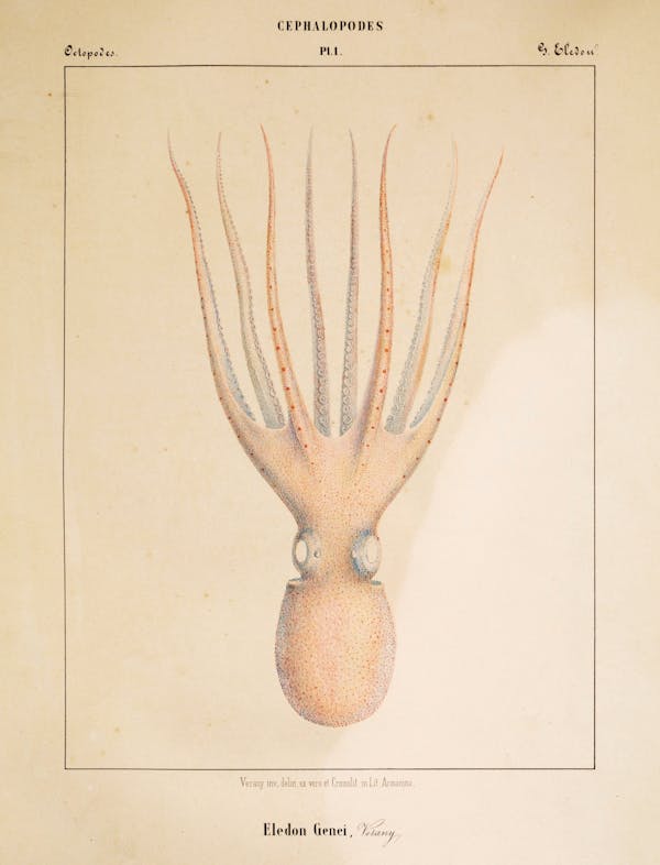 Plate of cephalopod by Vérany