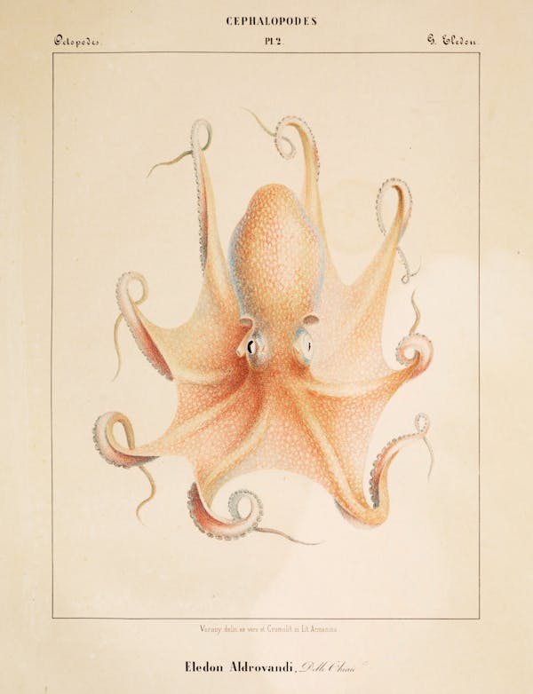 Plate of cephalopod by Vérany