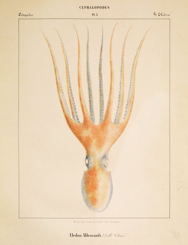 Plate of cephalopod by Vérany