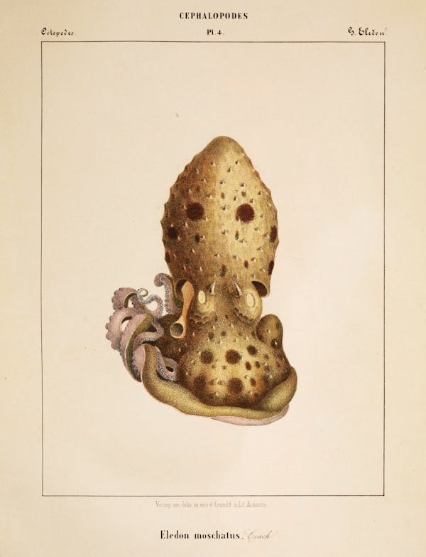 Plate of cephalopod by Vérany