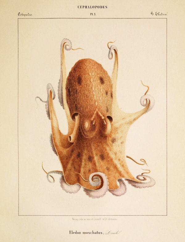 Plate of cephalopod by Vérany