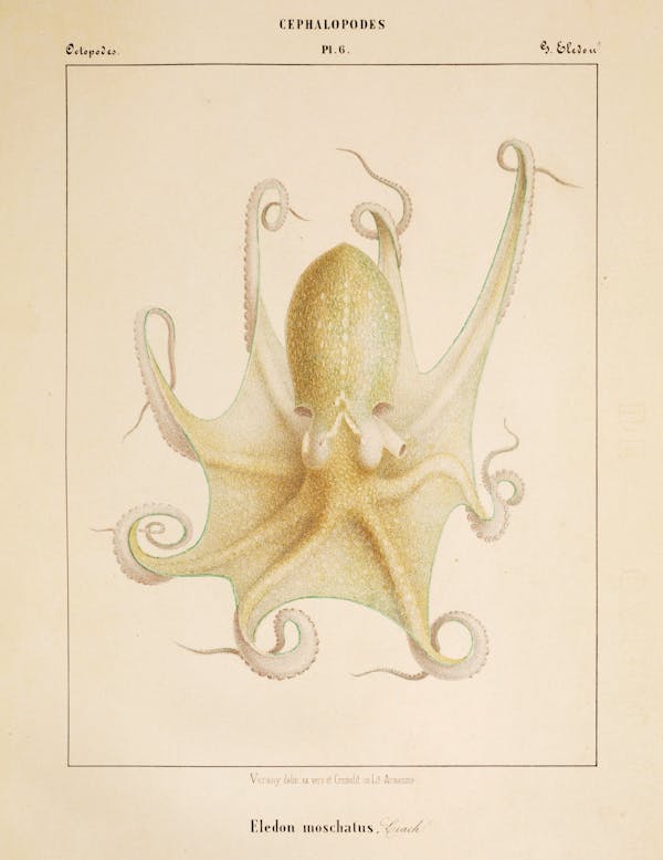 Plate of cephalopod by Vérany