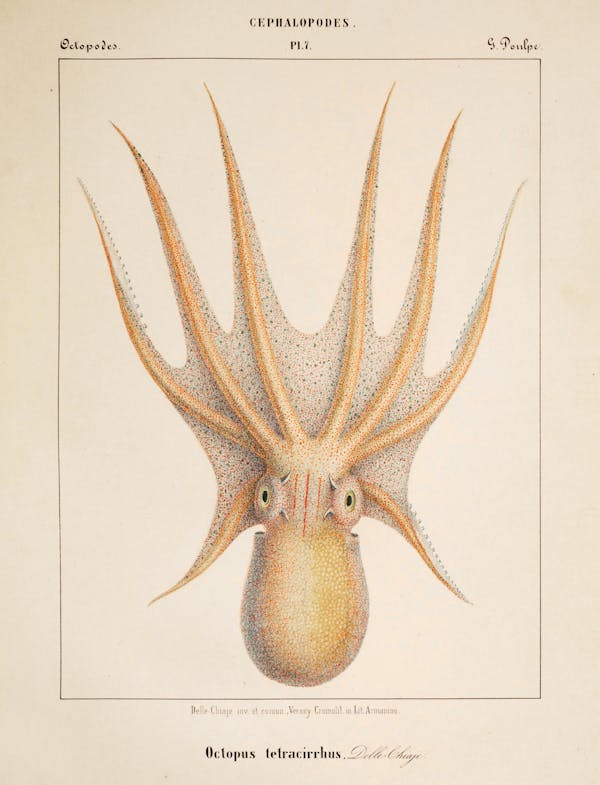 Plate of cephalopod by Vérany