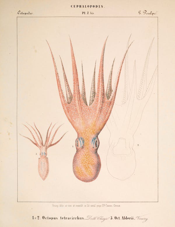 Plate of cephalopod by Vérany