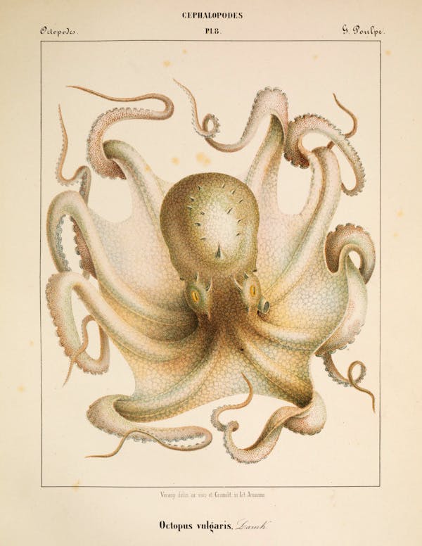 Plate of cephalopod by Vérany