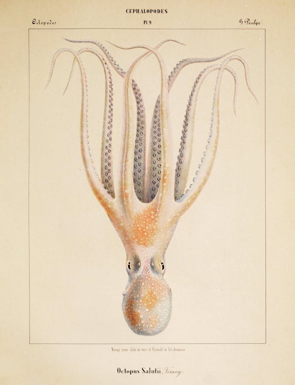 Plate of cephalopod by Vérany