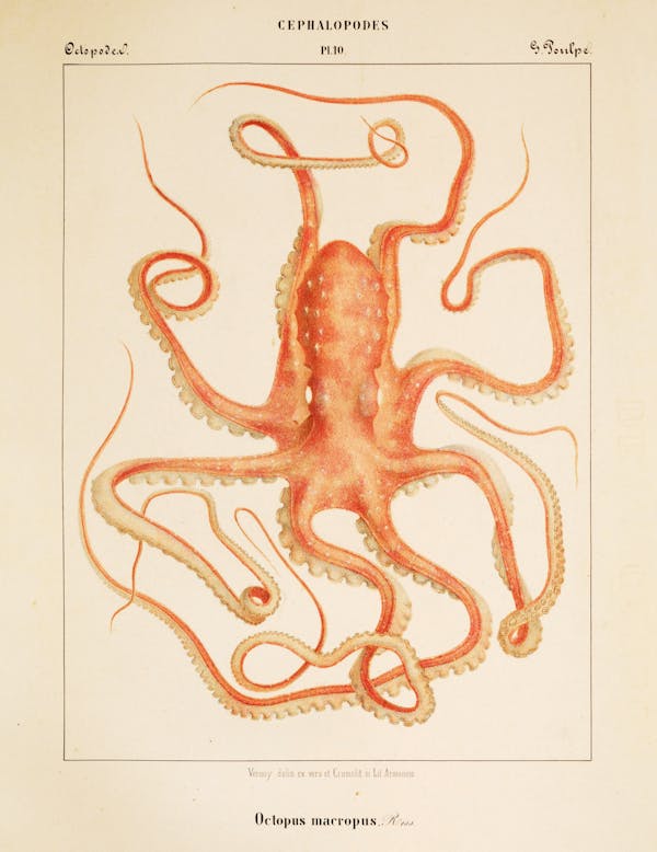 Plate of cephalopod by Vérany