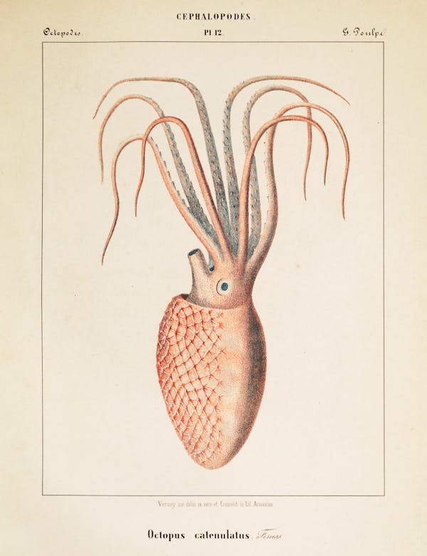 Plate of cephalopod by Vérany