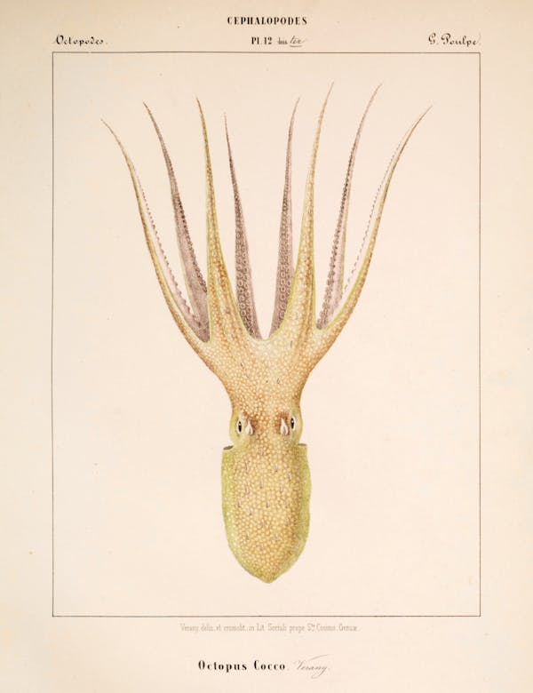 Plate of cephalopod by Vérany