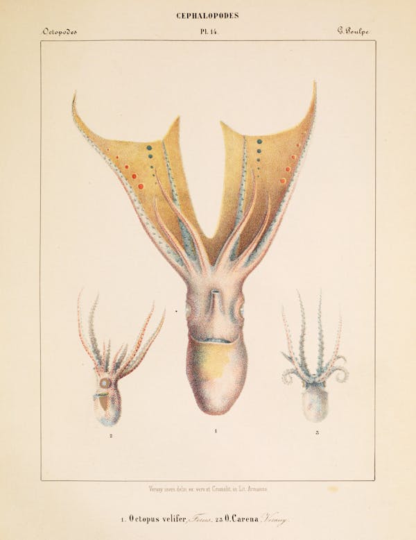 Plate of cephalopod by Vérany