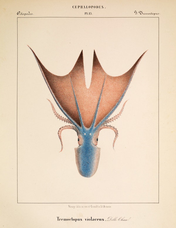 Plate of cephalopod by Vérany