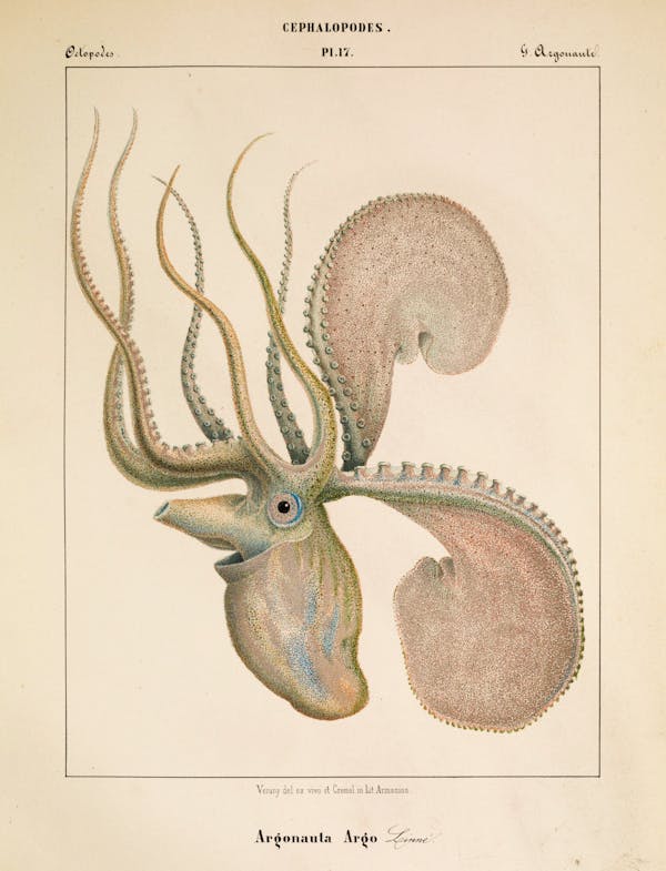 Plate of cephalopod by Vérany