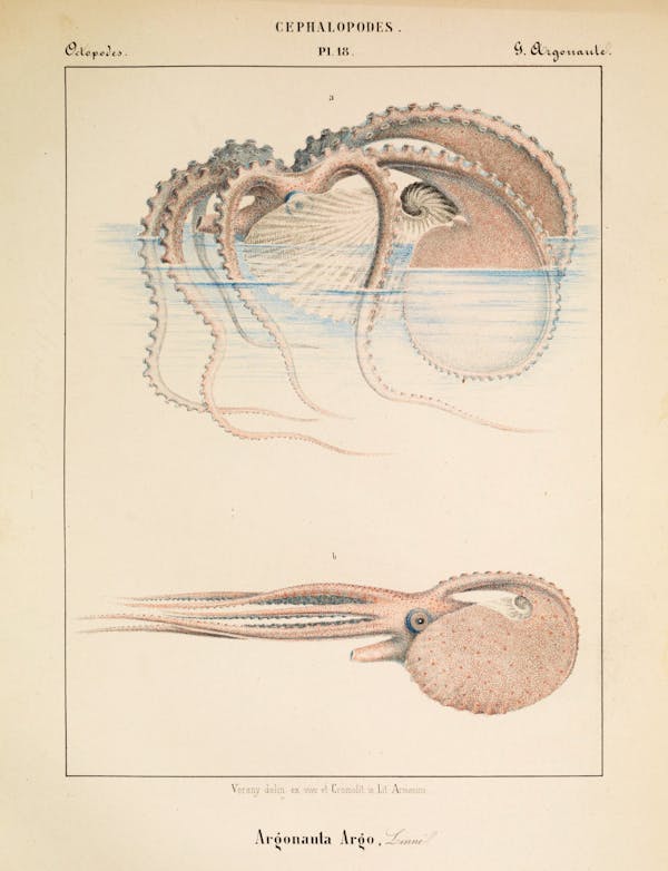 Plate of cephalopod by V�érany