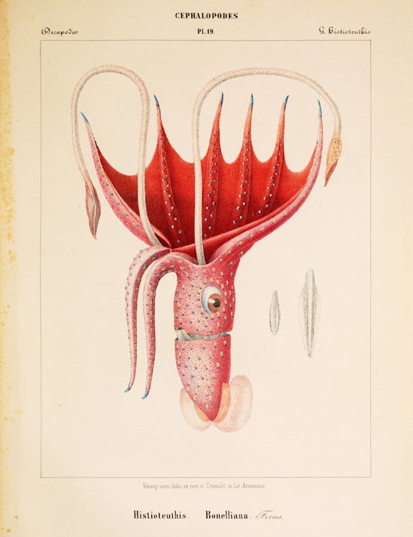 Plate of cephalopod by Vérany