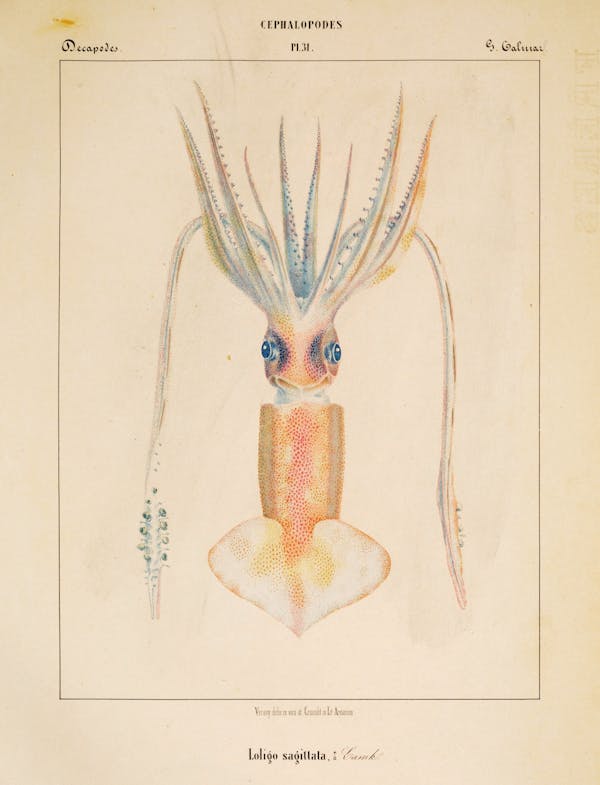 Plate of cephalopod by Vérany