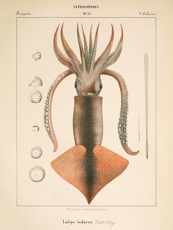 Plate of cephalopod by Vérany