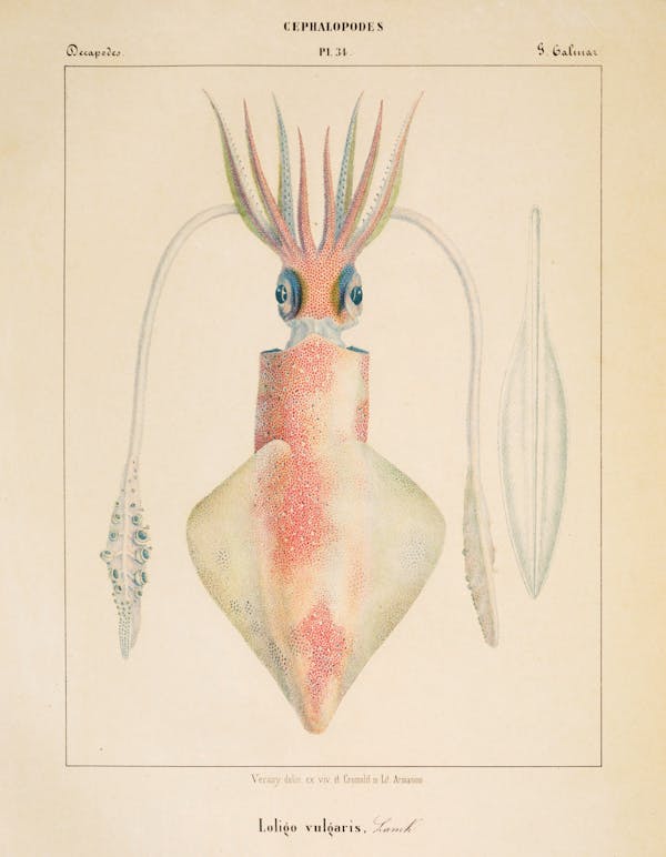 Plate of cephalopod by Vérany