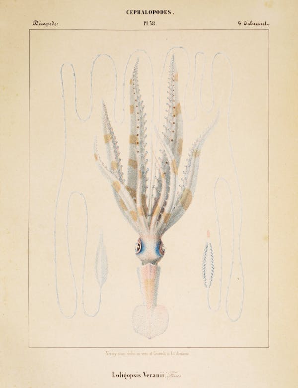 Plate of cephalopod by Vérany