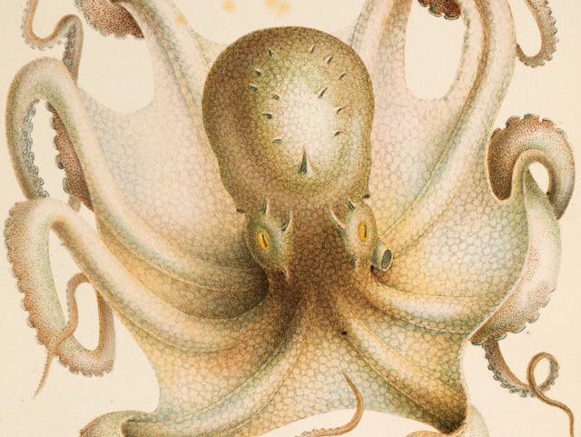 Jean Baptiste Vérany’s Chromolithographs of Cephalopods (1851)