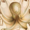 Jean Baptiste Vérany’s Chromolithographs of Cephalopods (1851)