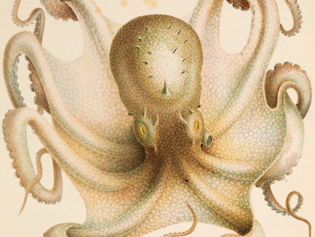 Jean Baptiste Vérany  ’s Chromolithographs of Cephalopods (1851)