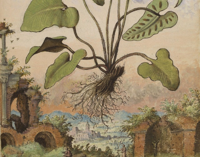 Watercolours from a 16th-Century De Materia Medica
