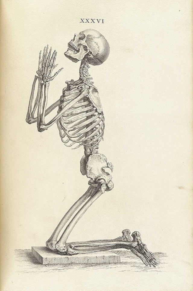 William Cheselden's Osteographia (1733)