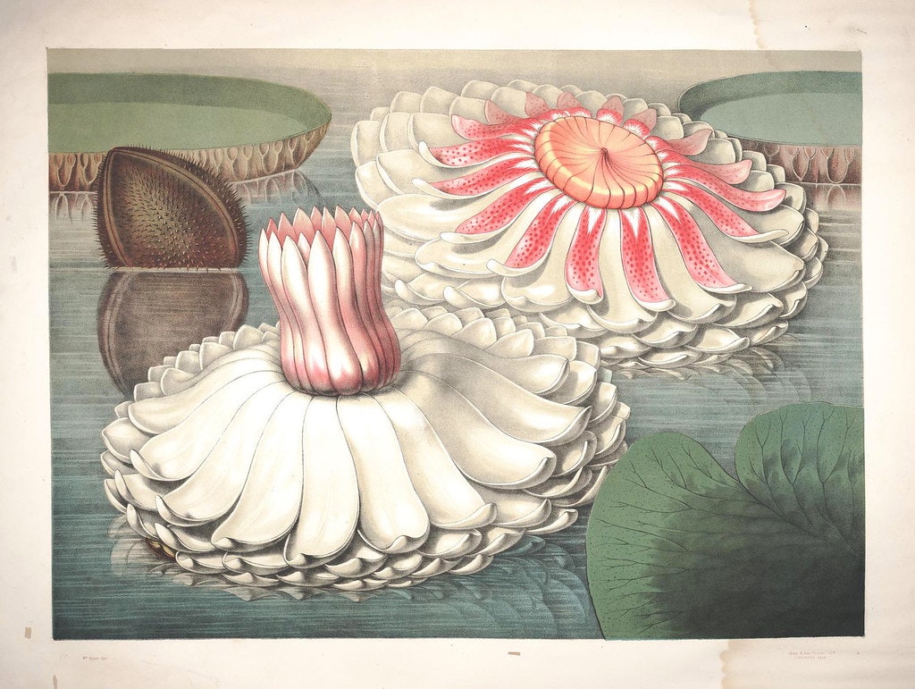 William Sharp's Chromolithographs of The Lily – The Public Domain Review