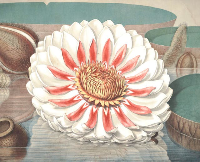 William Sharp’s Chromolithographs of The Great Water Lily (1854)