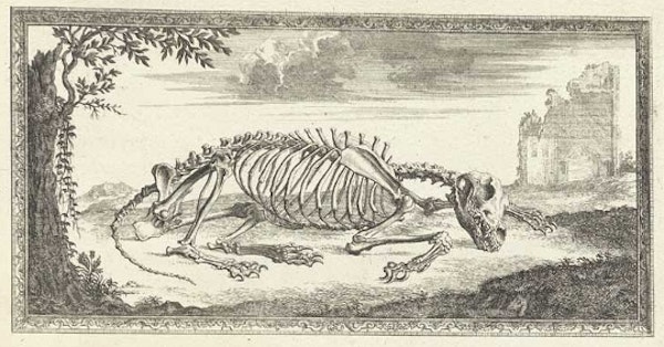 Accuracy and Elegance in Cheselden’s Osteographia (1733)
