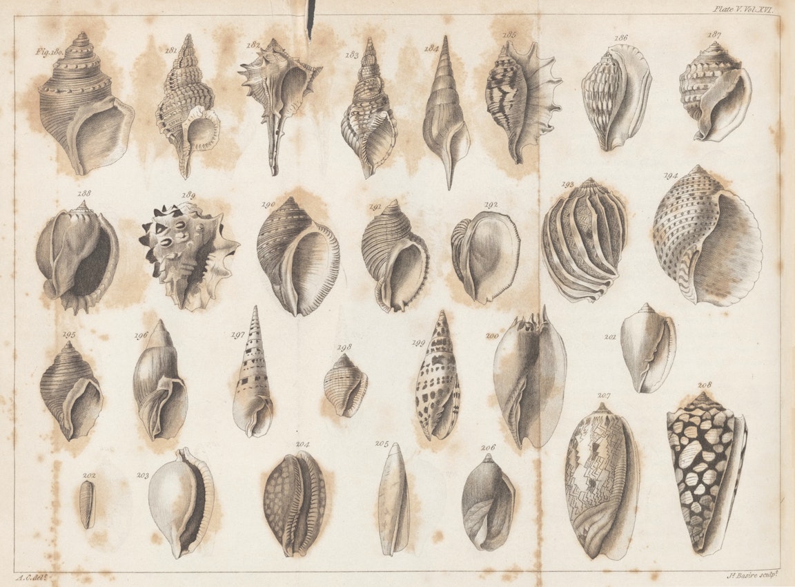 Plate of shell illustrations