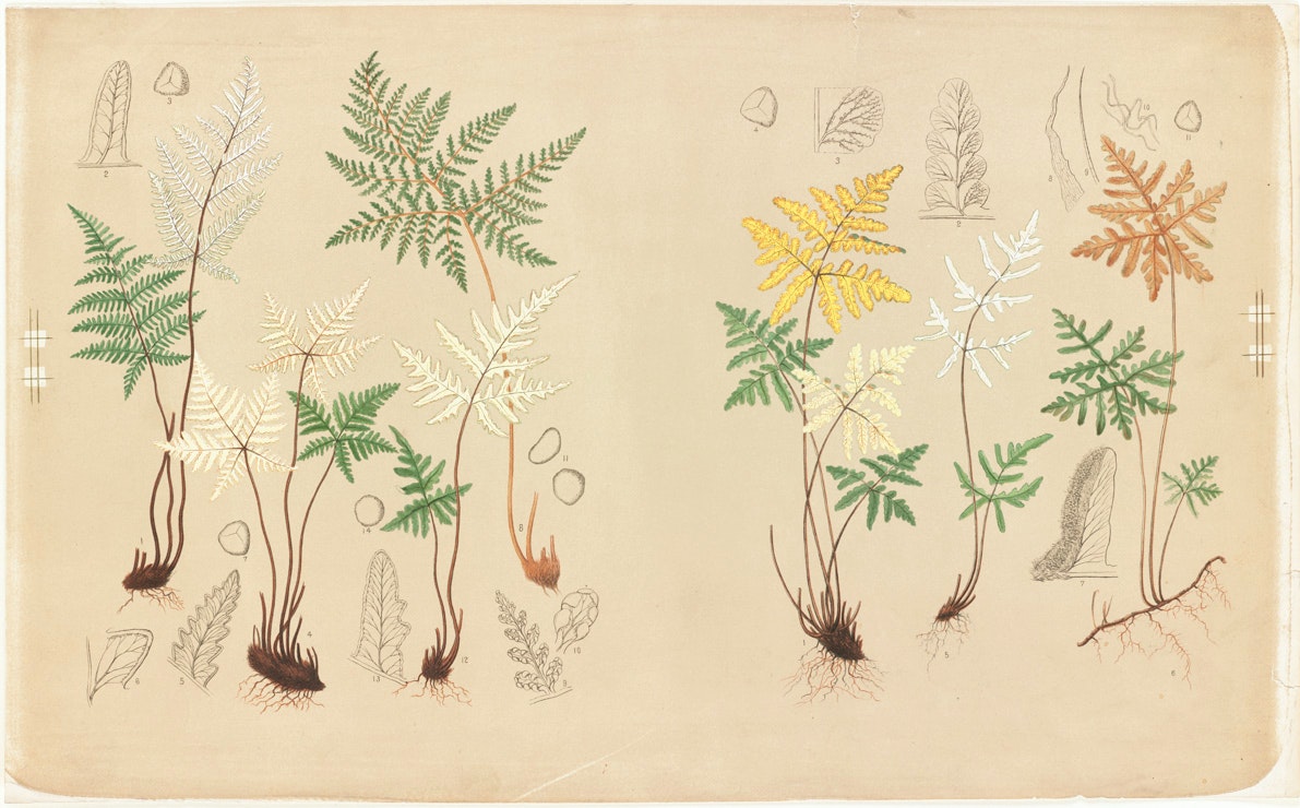 Chromolithograph of fern specimens