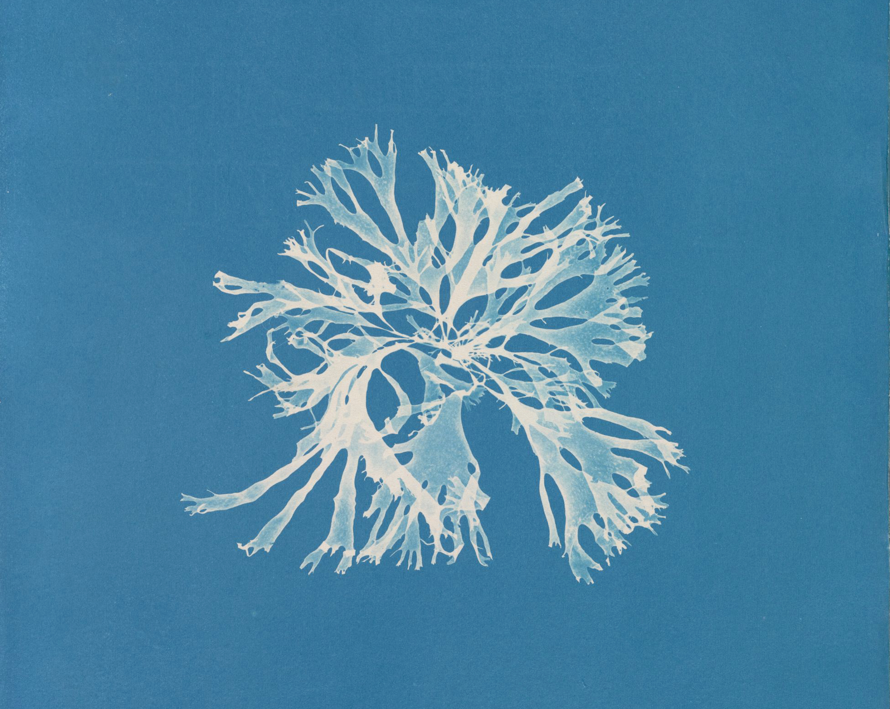 Cyanotypes: The origins of photography