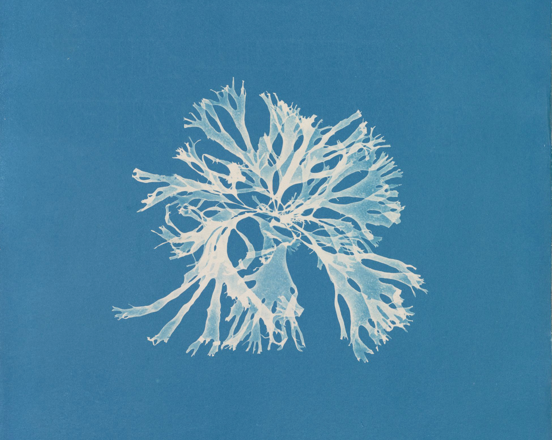 TASCHEN Books: Anna Atkins. Cyanotypes