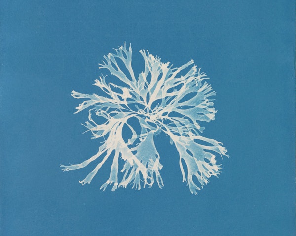 Rhapsodies in Blue: Anna Atkins’ Cyanotypes
