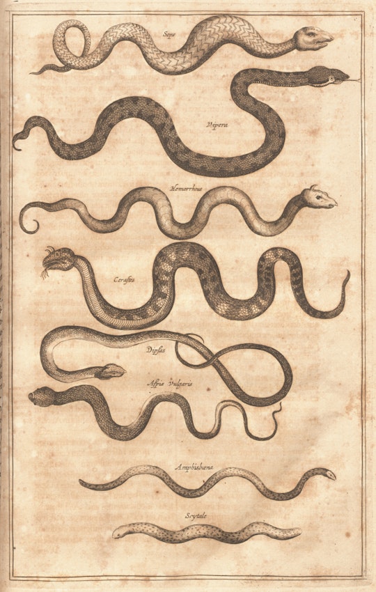 kircher snakes