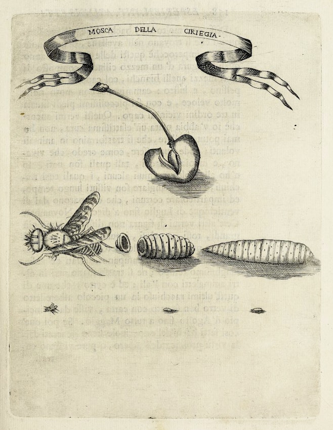 Francesco Redi insect