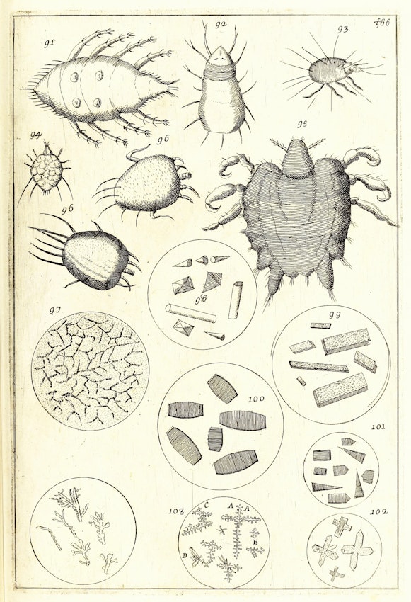 17th-century microscope illustration