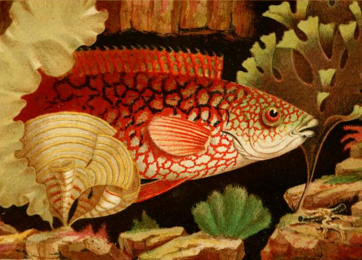 philip henry gosse victorian aquarium