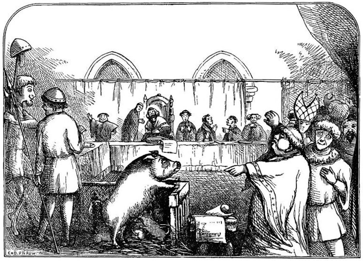 pig on trial