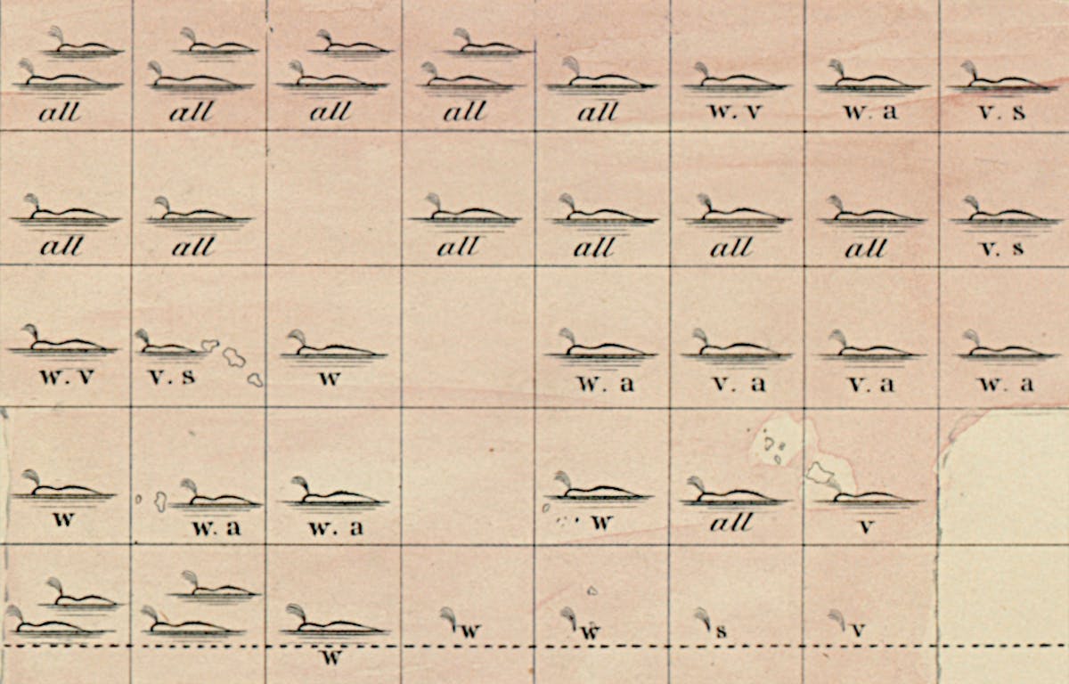 Detail from a whale chart by Matthew Fontaine Maury, images of whales with in a grid