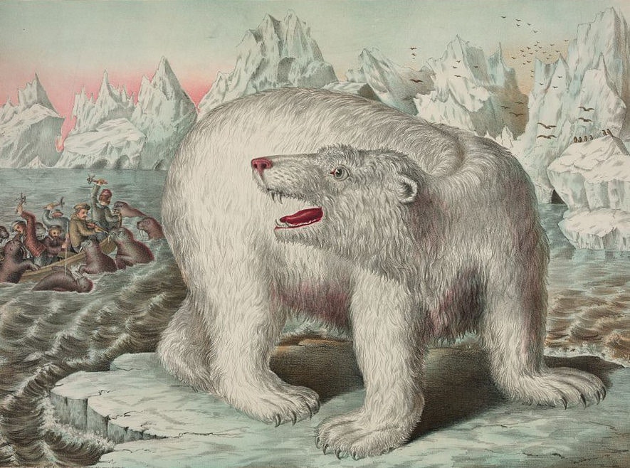 Darwin's Polar Bear – The Public Domain Review