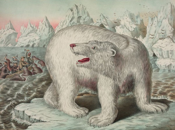 Darwin’s Polar Bear