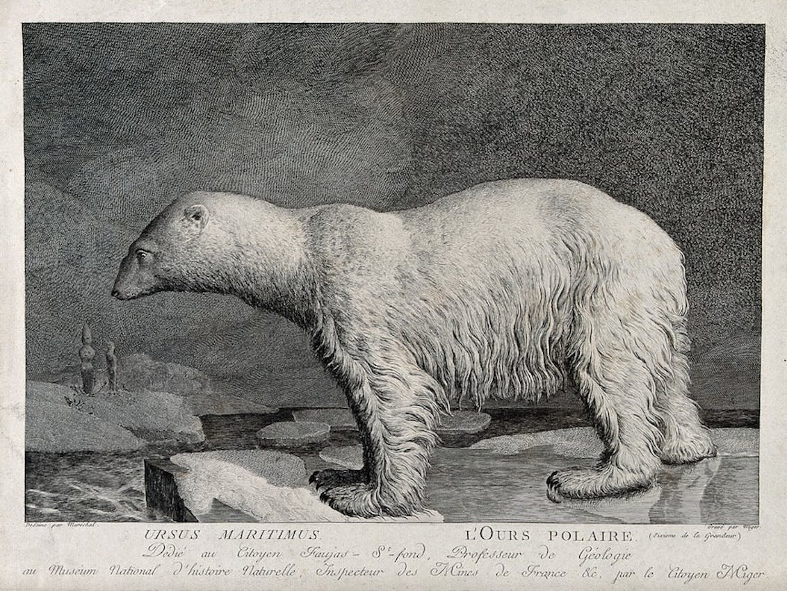 polar bear